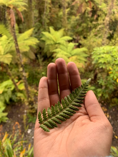 手上的绿色蕨类植物